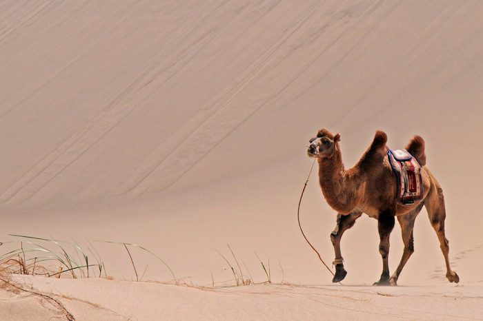 Mongolia – Del Gobi al Karakorum