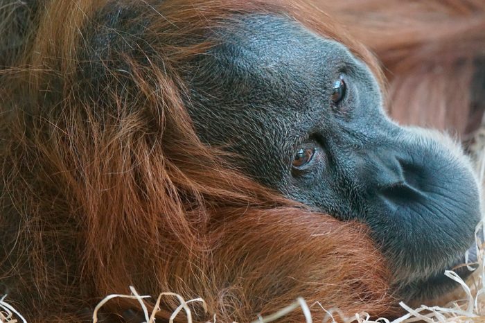 Indonesia – Sumatra Entera y Playas de Cubadak